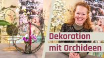 Kategorie Dekoration mit Orchideen