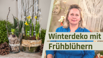 Winterdeko Frühblüher im Glas