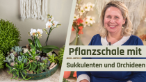 Kategorie Orchideen Pflanzschale