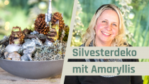 Silvesterdeko mit Amaryllis