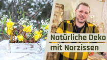 Kategorie Natürliche Deko mit Narzissen