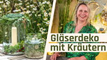 Kräuter im Glas