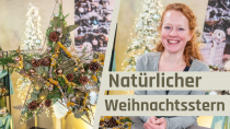 Natürlicher Weihnachtsstern