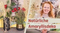 Amaryllisdeko natürlich