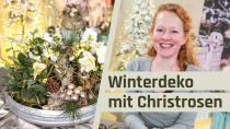 Winterdeko mit Christrosen