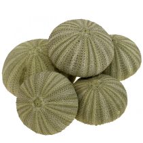 Kategorie Deko mit Muschel