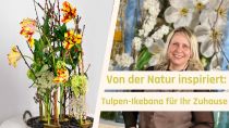 Kategorie Tulpen-Ikebana mit Kenzan