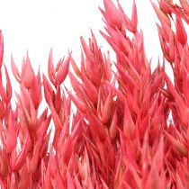 Trockenblumen, Hafer getrocknetes Getreide Deko Pink 65cm 160g