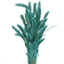 Artikel Trockenblumen, Setaria Pumila, Borstenhirse Blau 65cm 200g