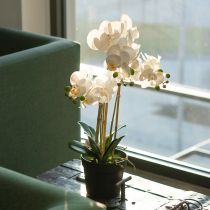 Artikel Künstliche Orchidee im Topf, weiß, 60 cm, Dekoration für Wohnräume