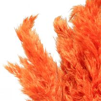 Pampasgras Deko getrocknet Orange Trockenfloristik 72cm 6St