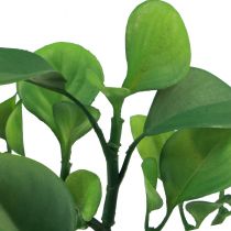 Künstliche Grünpflanze Sukkulente künstlich Grün H14cm