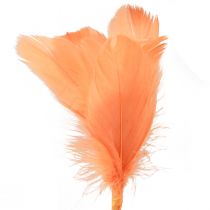 Artikel Deko Federn Orange Vogelfedern am Stab 36cm 12 St