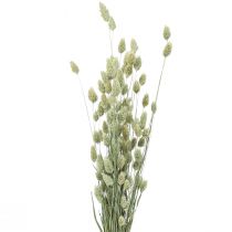 Trockengräser Phalaris getrocknet Trockenfloristik Natur 55cm 80g
