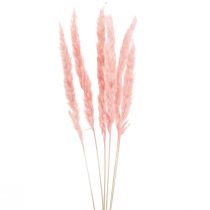 Artikel Pampasgras Deko, Pampasgras getrocknetes Pampasgras Rosa 72cm 6 St