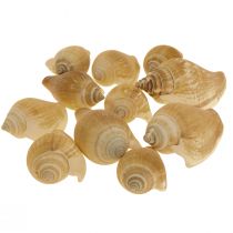 Schneckenhäuser Deko Seeschnecke Braun Weiß 3,5-5cm 250g