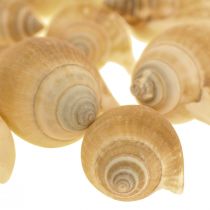 Schneckenhäuser Deko Seeschnecke Braun Weiß 3,5-5cm 250g