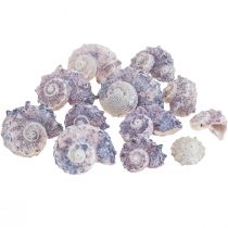 Schneckenhäuser Deko Meeresschnecken Lila Weiß 3-6cm 250g