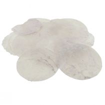 Capiz Muscheln Perlmuttscheiben Maritime Deko Ø7cm 600g