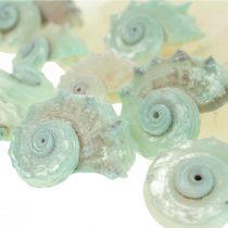 Capiz Perlmutt Muschel Perlmuttscheiben Meeresschneckenhaus Grün 2–9cm 650g