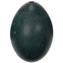 Artikel Emu-Ei Dekoration, Naturmaterial, Ø 9 cm, H 13 cm, Dunkelgrün, Innen- und Außendekoration