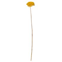 Artikel Achillea Schafgarbe Trockenblumen Gelb 45–60cm 1kg