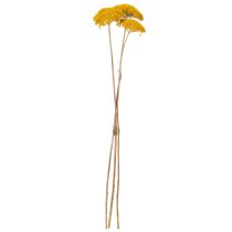 Artikel Achillea Schafgarbe Trockenblumen Gelb 45–60cm 1kg