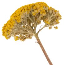 Artikel Achillea Schafgarbe Trockenblumen Gelb 45–60cm 1kg