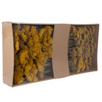 Artikel Achillea Schafgarbe Trockenblumen Gelb 45–60cm 1kg