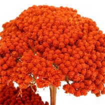 Achillea 1kg Orange
