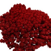 Artikel Achillea 1kg Weinrot