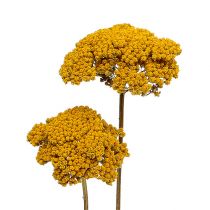 Artikel Achillea 1kg Natur