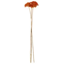 Artikel Trockenblumen Achillea Orange 45-60 cm 1 kg