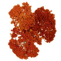Artikel Trockenblumen Achillea Orange 45-60 cm 1 kg