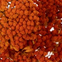 Artikel Trockenblumen Achillea Orange 45-60 cm 1 kg