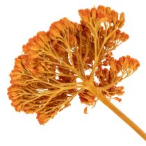 Artikel Trockenblumen Achillea Orange 45-60 cm 1 kg