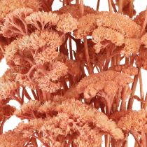 Artikel Achillea Schafgarbe getrocknet Wiesenblumen Lachs 40-50cm 80g