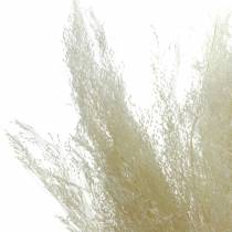Trockengras Agrostis gebleicht 40g