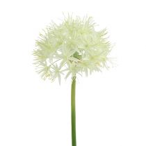 Allium Cremeweiß L76cm