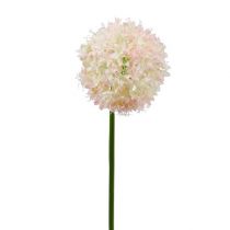 Allium Creme-Rosa Ø15cm L70cm