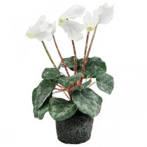 Alpenveilchen in Creme 28cm