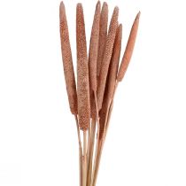 Artikel Perlhirse, Schilfkolben Babala, Kolbenhirse Rotbraun 70cm 10 St