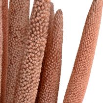Artikel Perlhirse, Schilfkolben Babala, Kolbenhirse Rotbraun 70cm 10 St