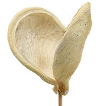 Badam am Stiel gebleicht 6cm - 12cm L55cm 23St