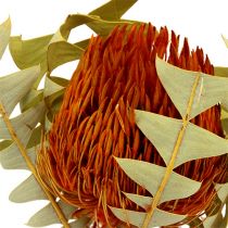 Banksia Baxterii Orange 8St