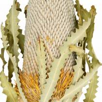 Banksia Hookerana natur 7St