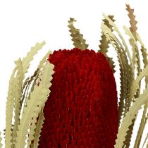 Banksia Hookerana rot 7St