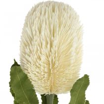 Artikel Künstliche Banksia-Blume Cremeweiß 64cm aus Kunststoff und Metall für Dekoration