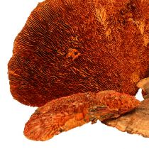 Artikel Baumschwamm Orange 1kg