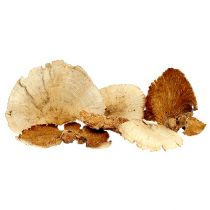 Artikel Baumschwamm gebleicht 1kg